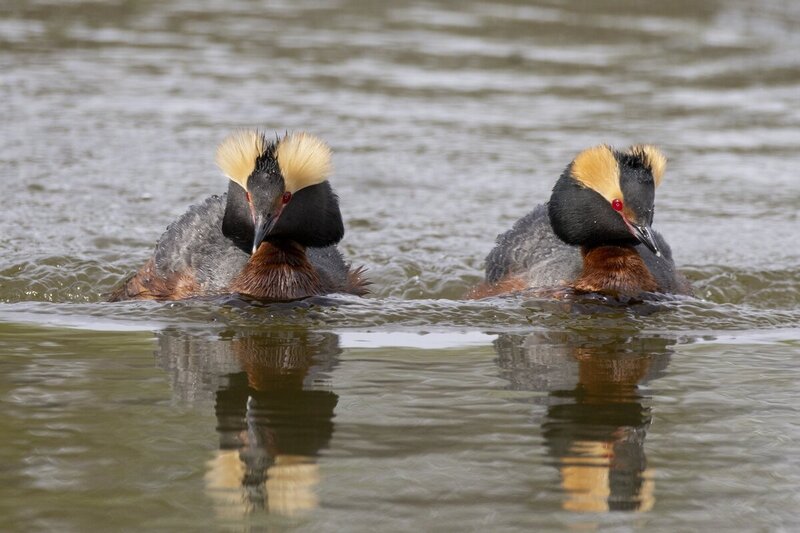 hornedgrebe0321(1).jpg
