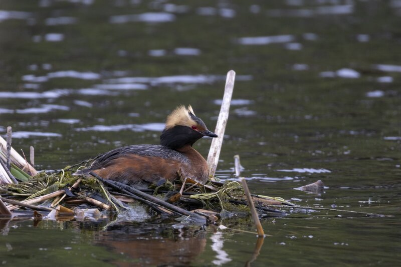 hornedgrebe2184(1).jpg