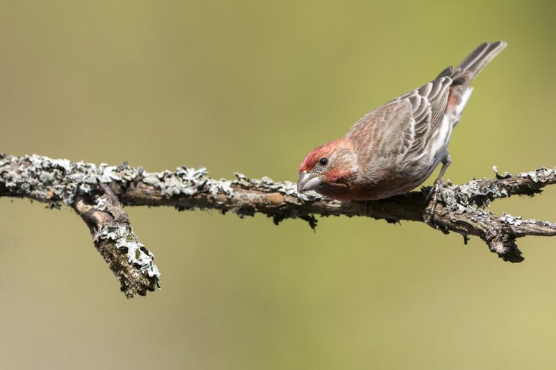housefinch1902.jpg