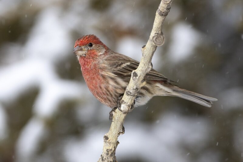 housefinch7227(1).jpg