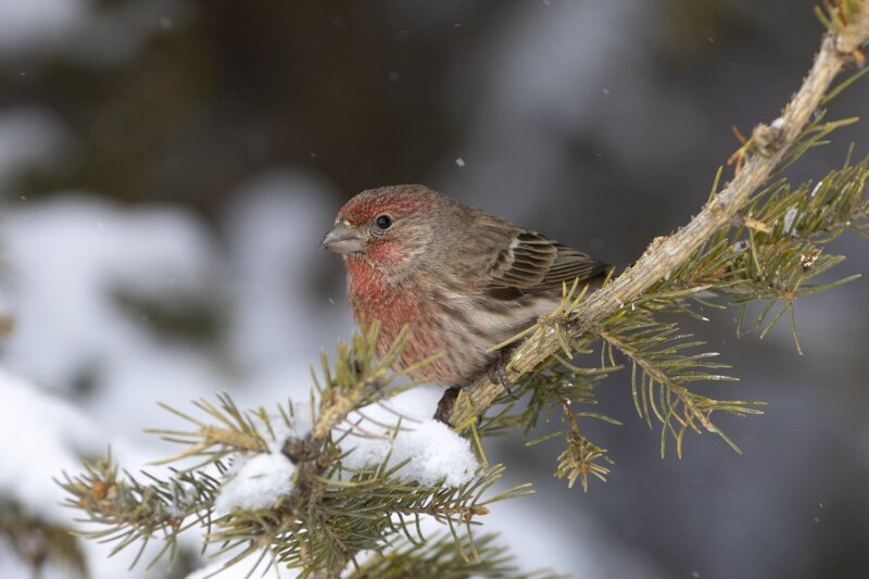 housefinch7363.jpg