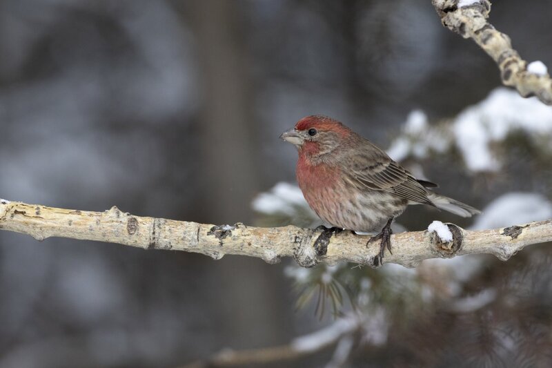 housefinch9151.jpg