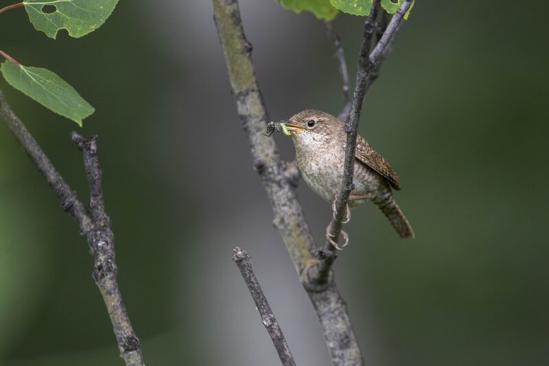 housewren-1877.jpg