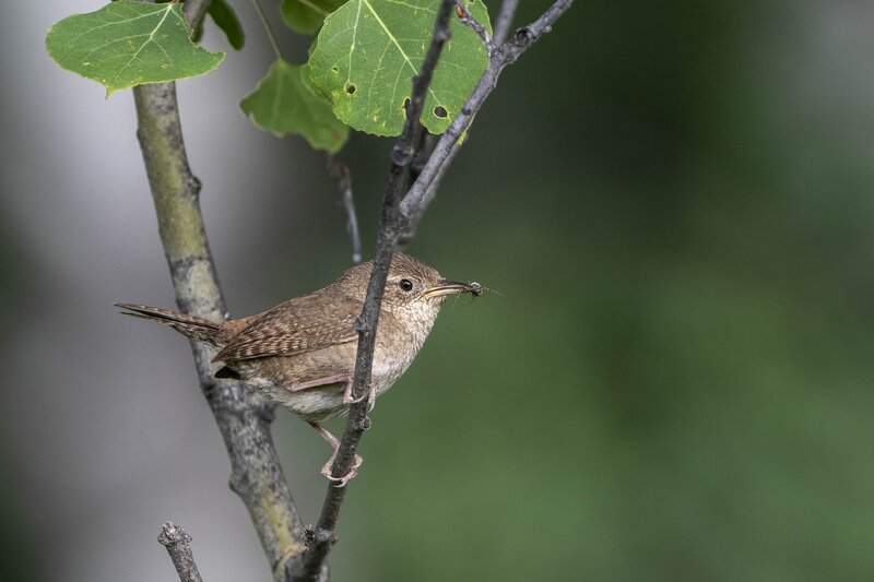housewren-1900.jpg