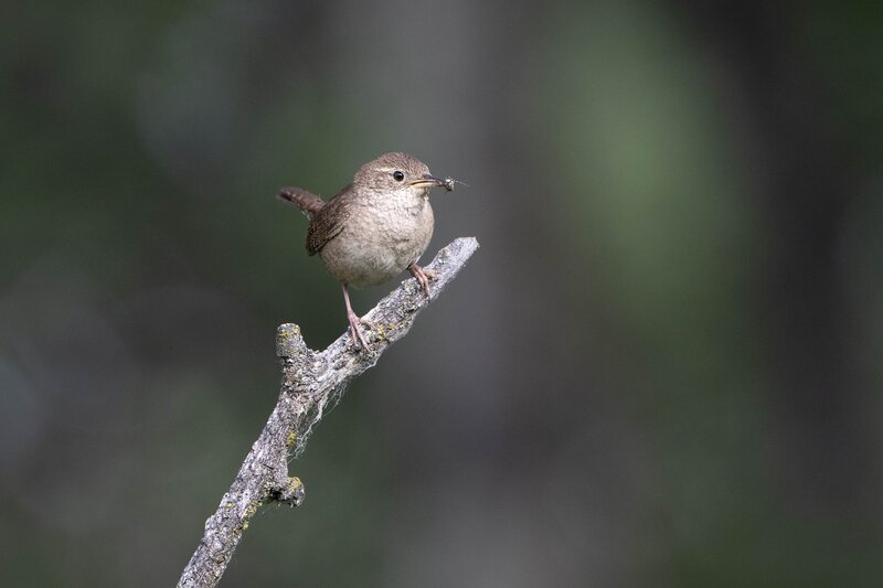 housewren-1915.jpg