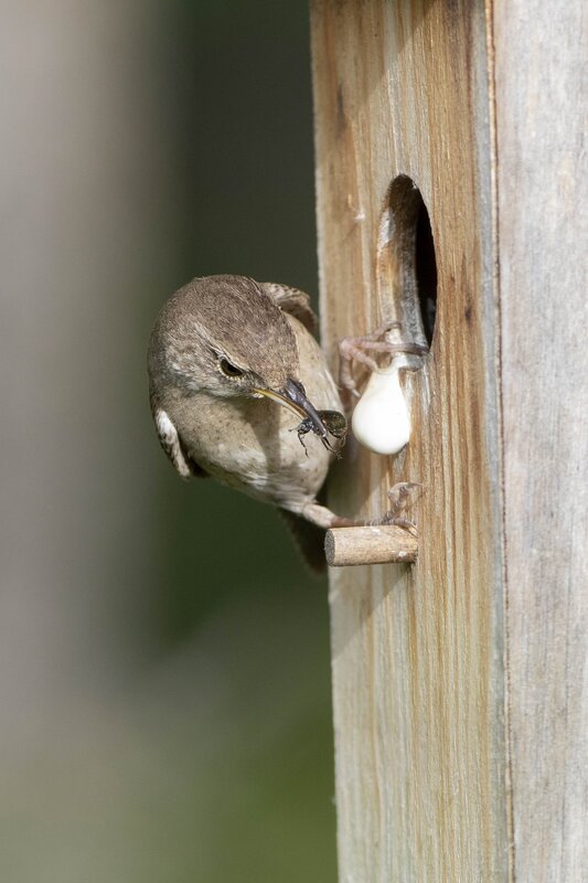 housewren-1973.jpg