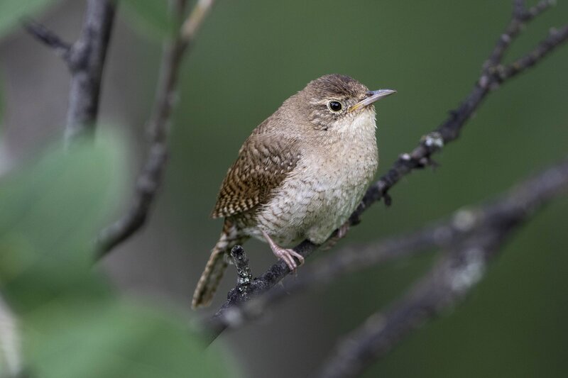 housewren-2008.jpg