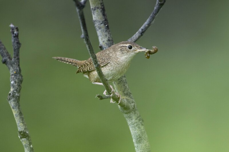 housewren-2011.jpg