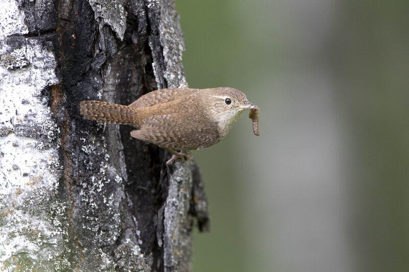 housewren-2028.jpg