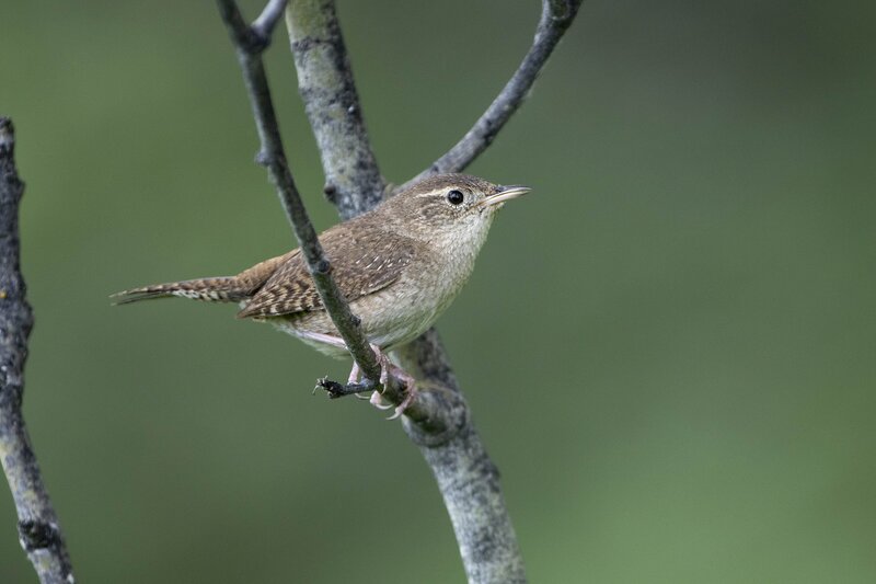 housewren-2034.jpg