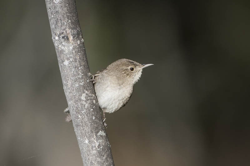 housewren-8947.jpg