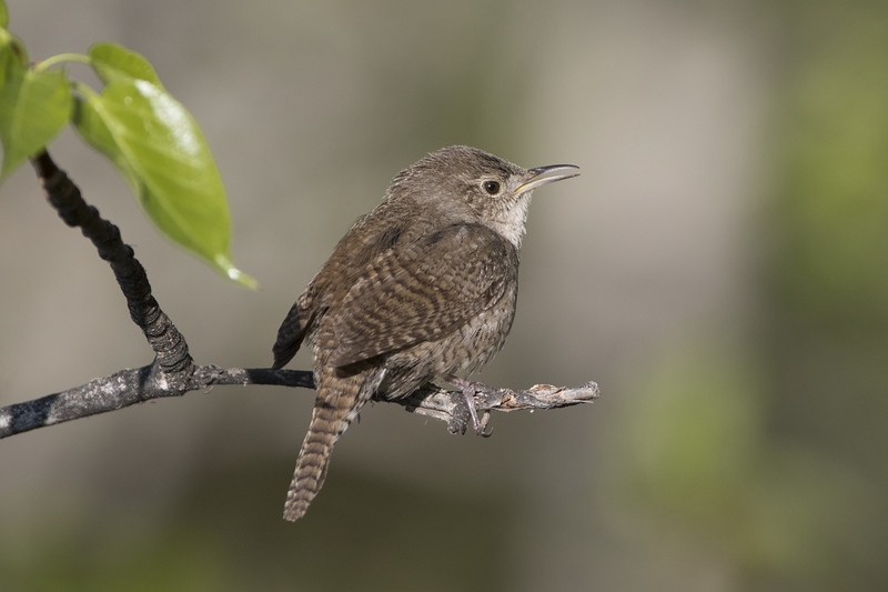 housewren-8996.jpg