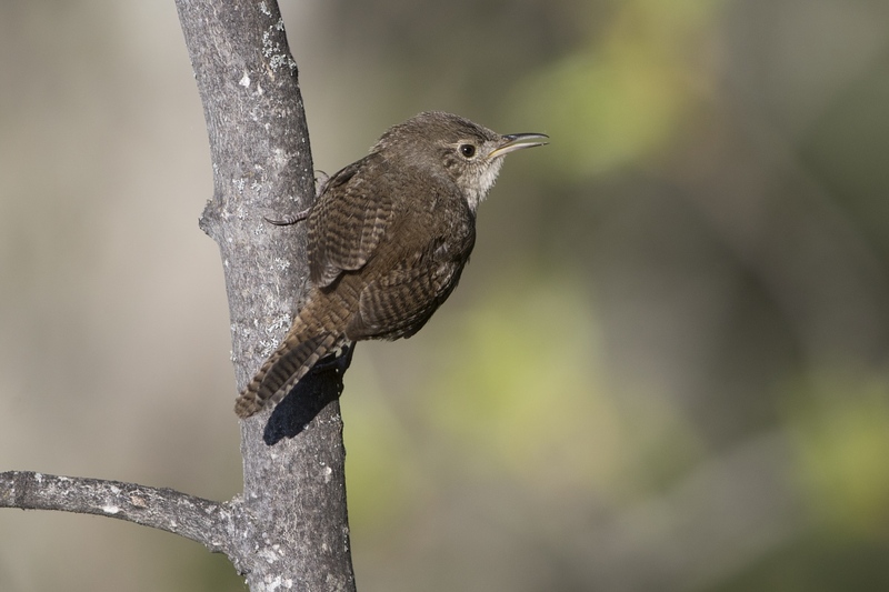 housewren-9012.jpg
