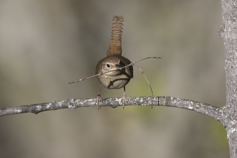 housewren-9065.jpg