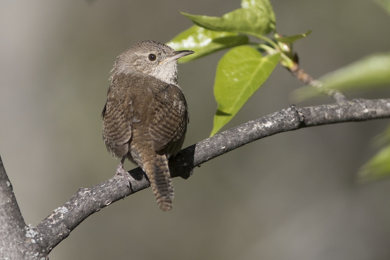 housewren-9075.jpg