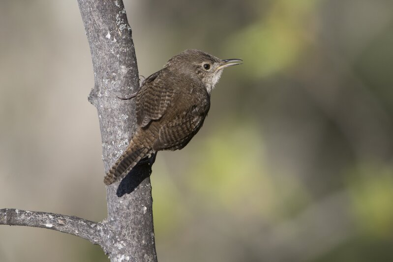 housewren2911(1).jpg