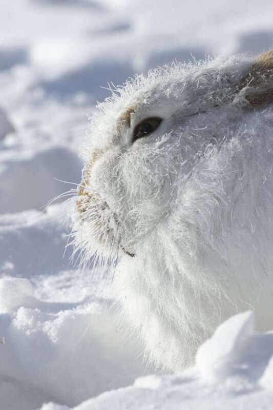 jackrabbit8612.jpg