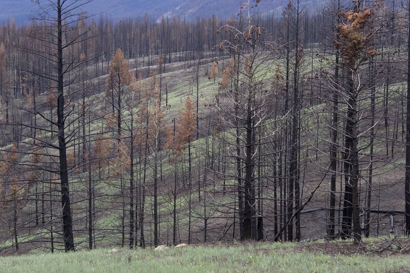 jasperfire12-1.jpg