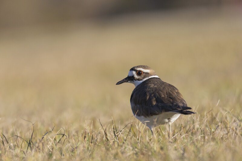 killdeer-0111.jpg