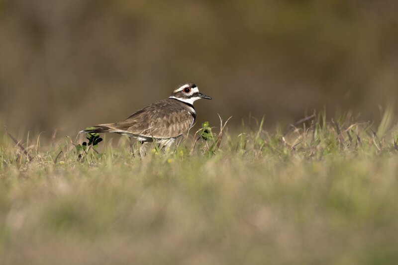 killdeer-0120.jpg