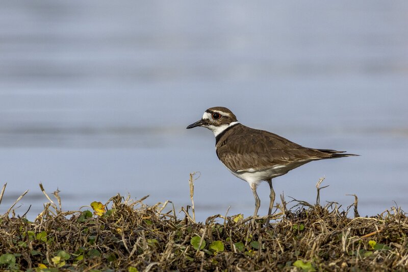 killdeer-0250.jpg