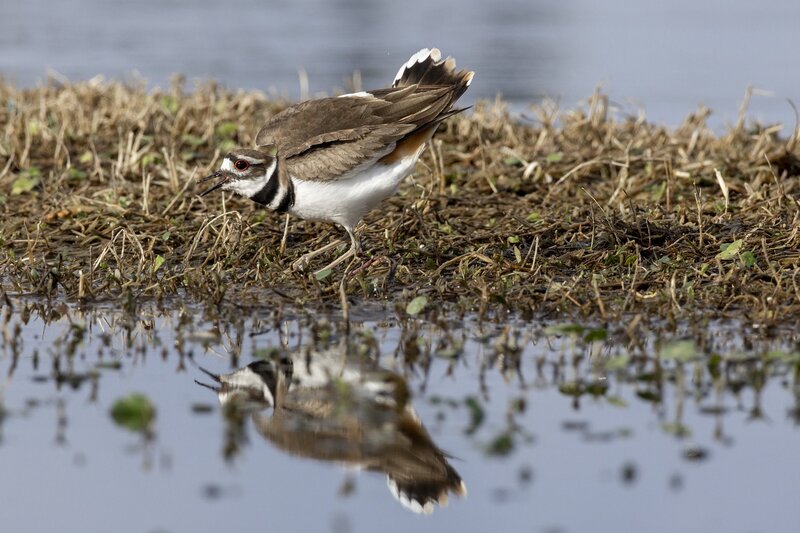 killdeer-0284.jpg