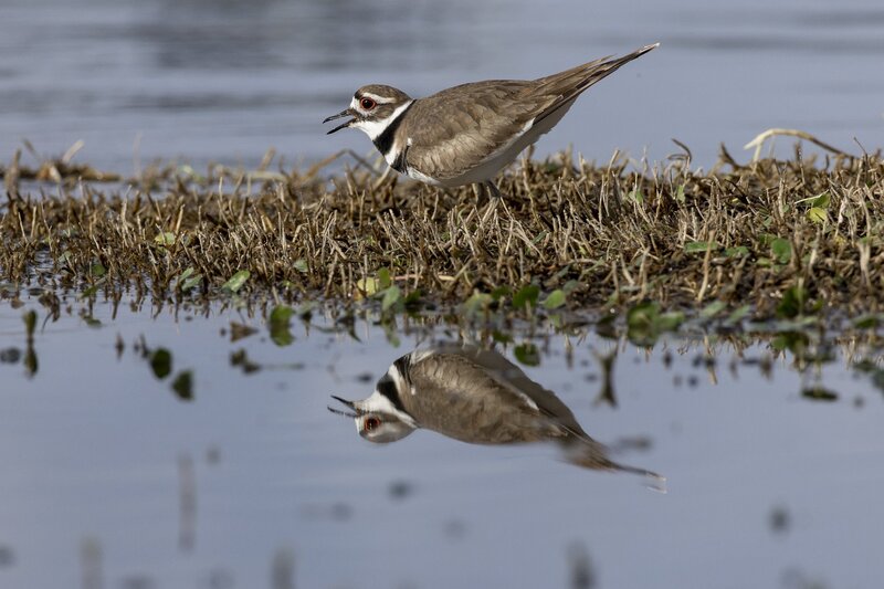 killdeer-0299.jpg