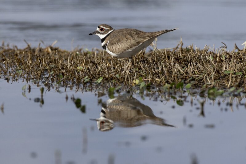 killdeer-0305.jpg
