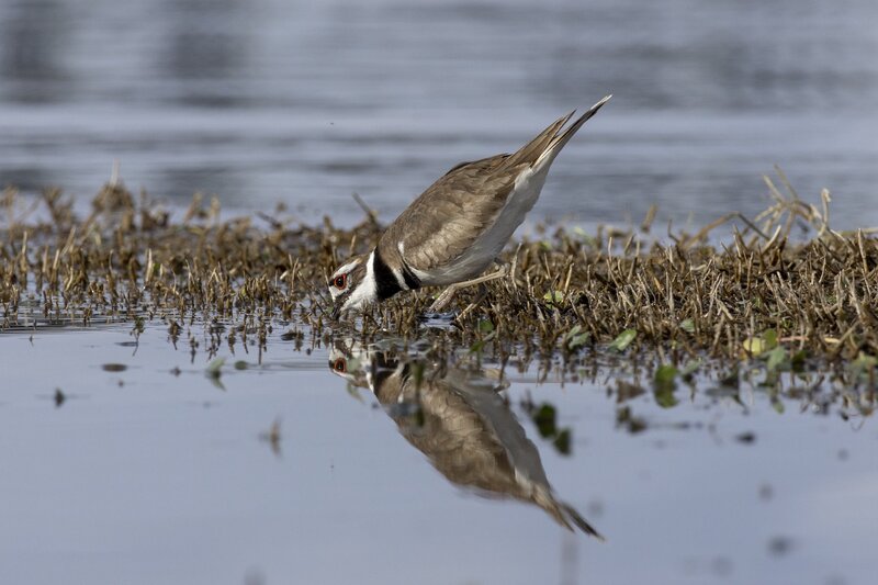 killdeer-0315.jpg