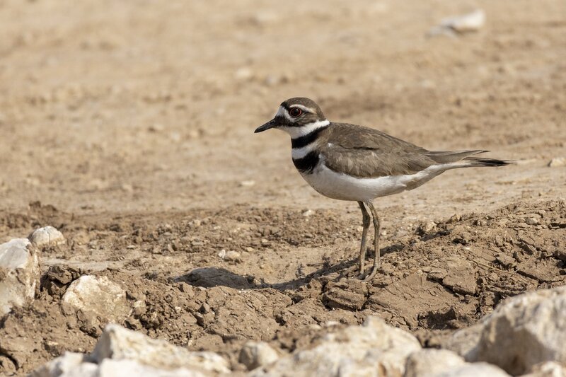 killdeer-1525.jpg