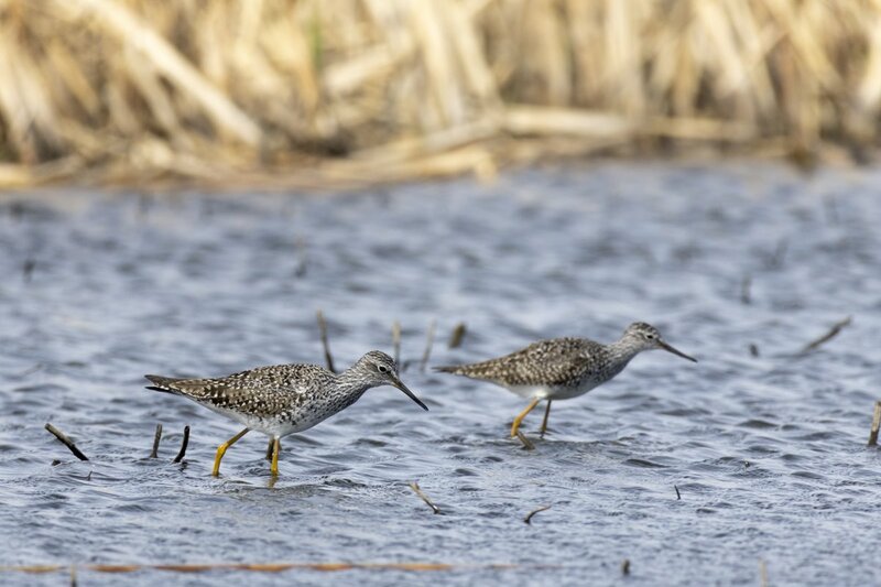 lesseryellowlegs056.jpg