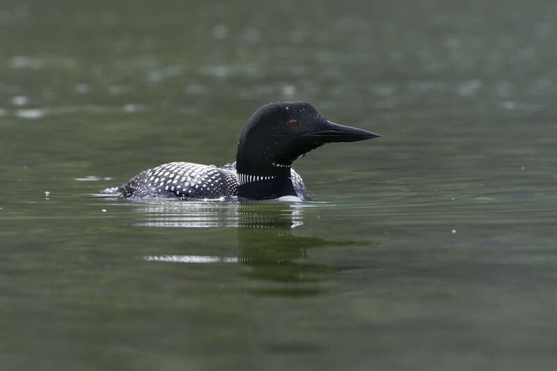 loon-0840.jpg