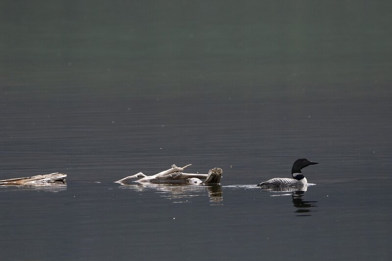 loon-0881.jpg