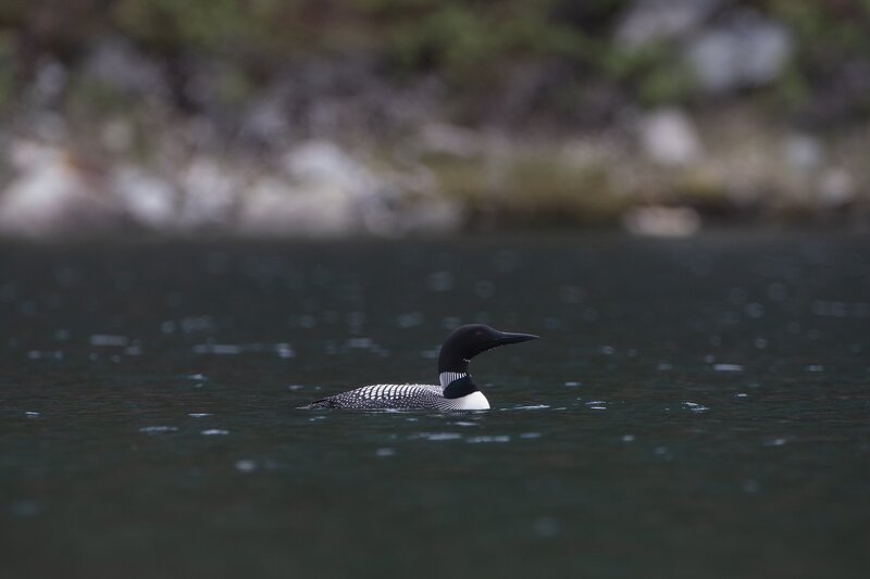 loon-1240.jpg