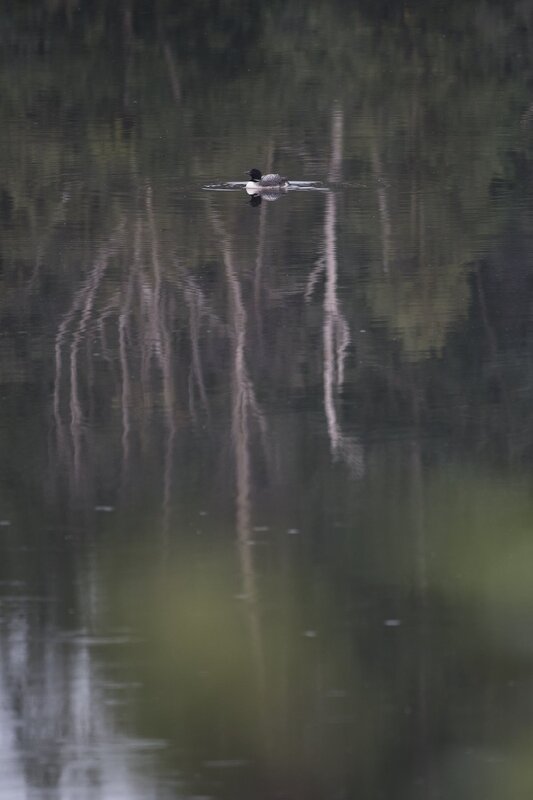 loon-2876.jpg