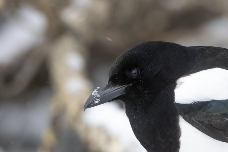magpie7294.jpg