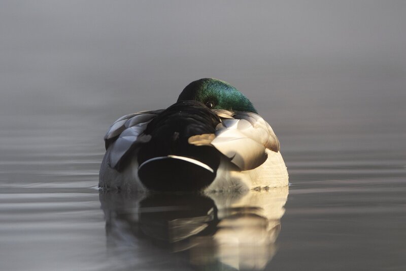 mallard-0001.jpg