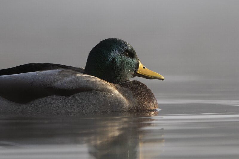 mallard-0009.jpg
