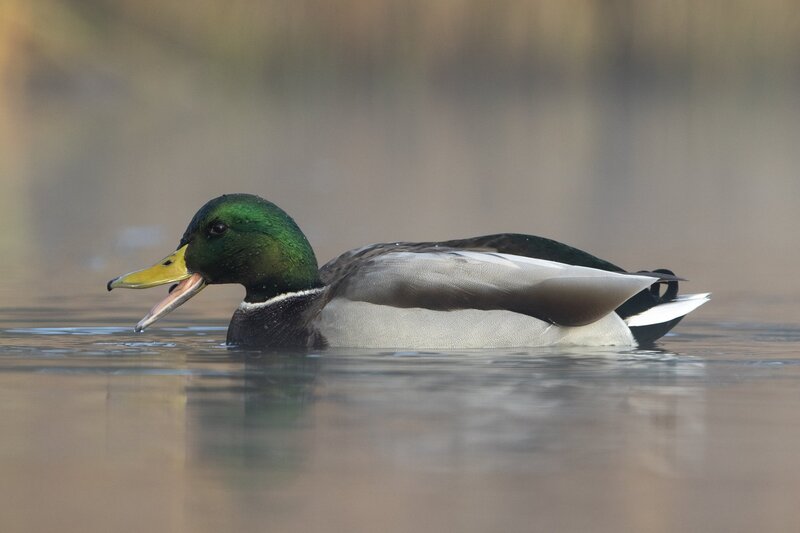 mallard-0027.jpg