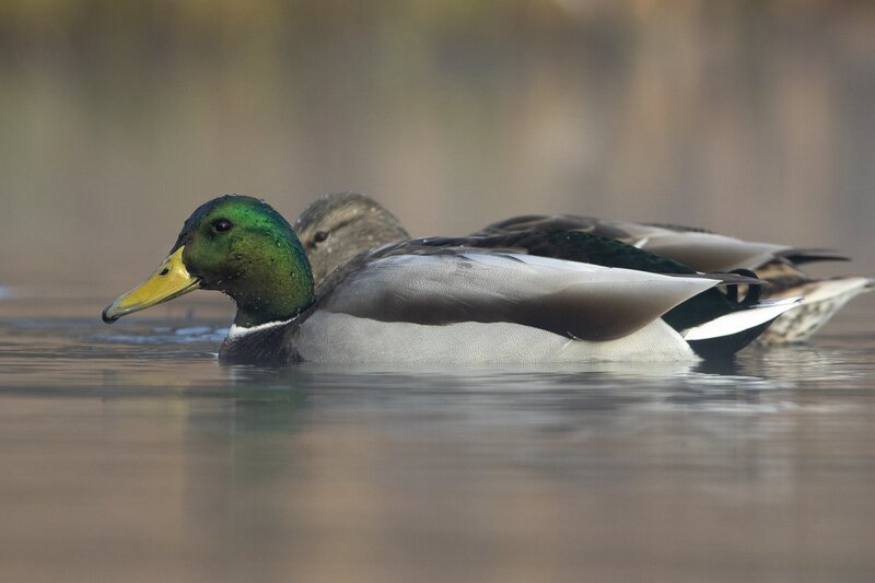 mallard-0042.jpg