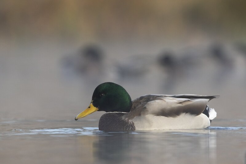 mallard-0066.jpg