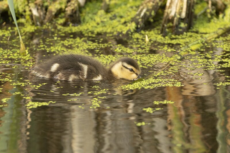 mallard-0436.jpg