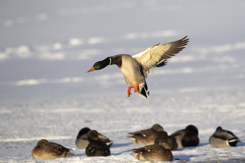 mallard-1312-2.jpg