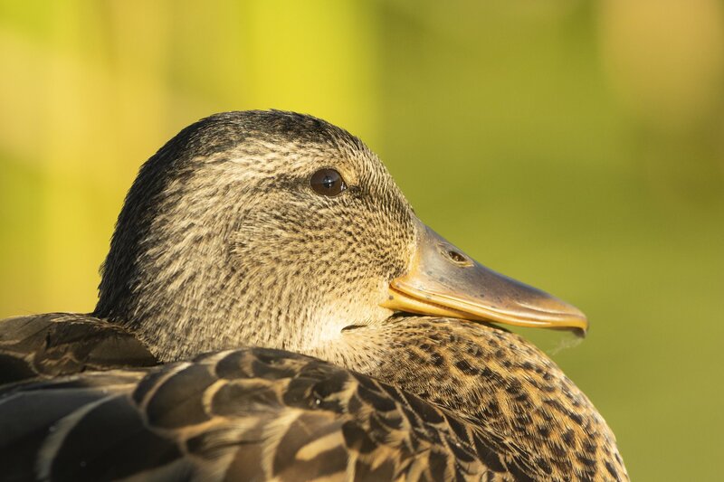 mallard-4473.jpg