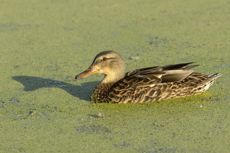 mallard-4525.jpg