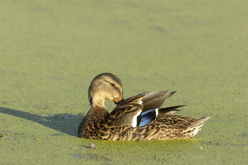 mallard-4545.jpg