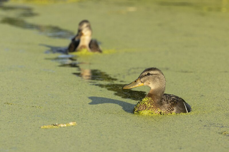 mallard-4552.jpg