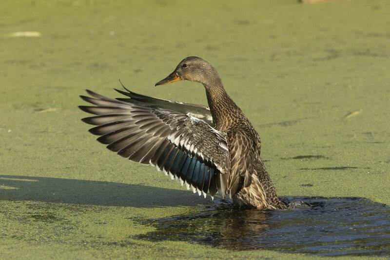 mallard-4572.jpg