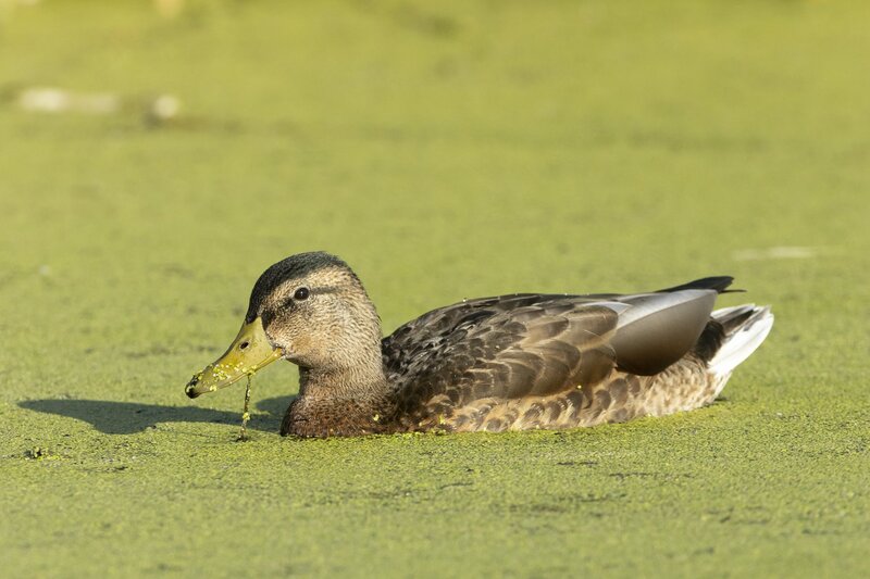 mallard-4715.jpg