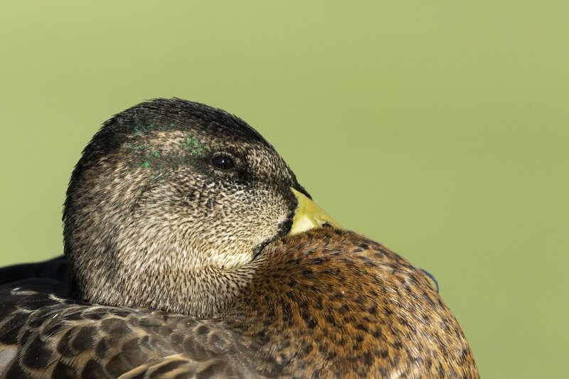 mallard-4774.jpg